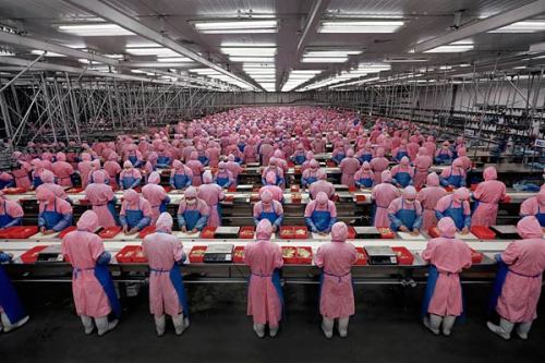 chinese-chicken-factory